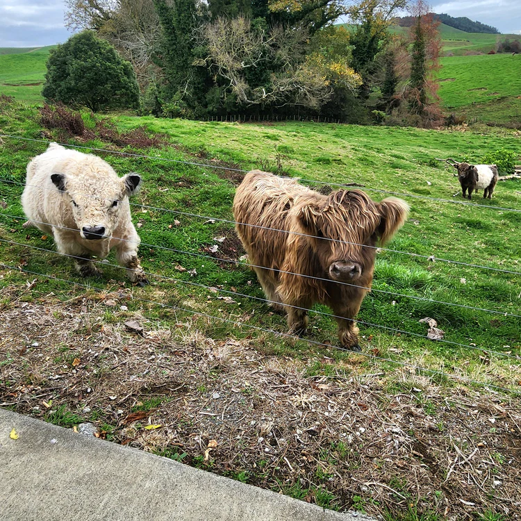 miniature highland cow for sale