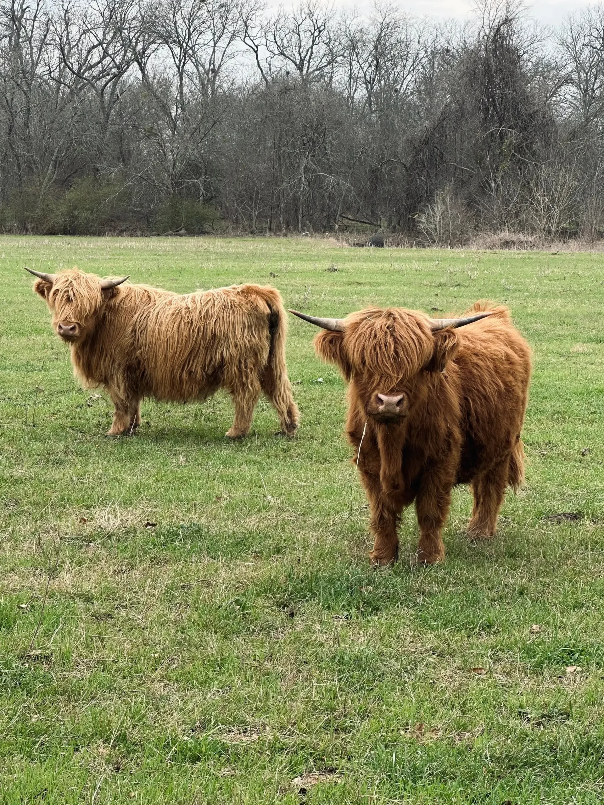 miniature highland cow for sale