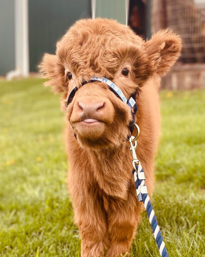 mini highland cow for sale