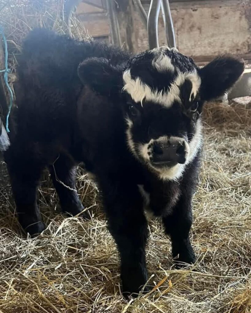 miniature highland cow for sale