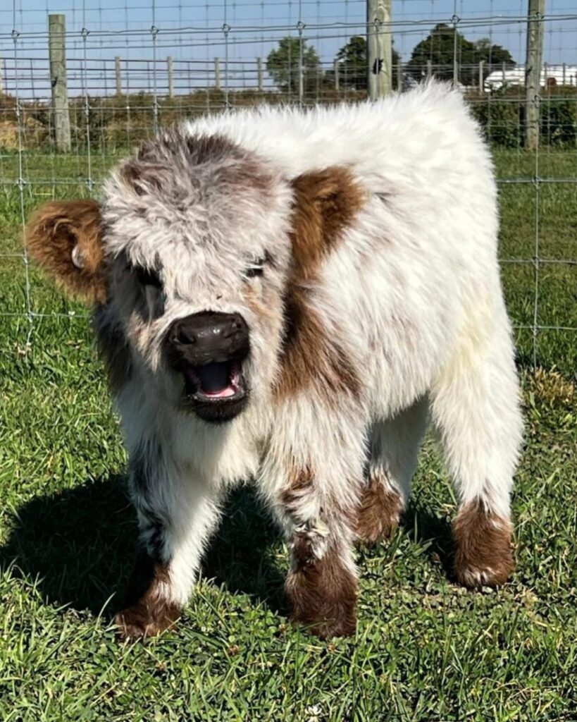 miniature highland cow for sale
