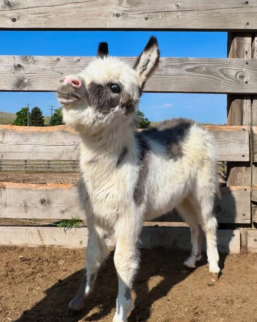 miniature donkey for sale