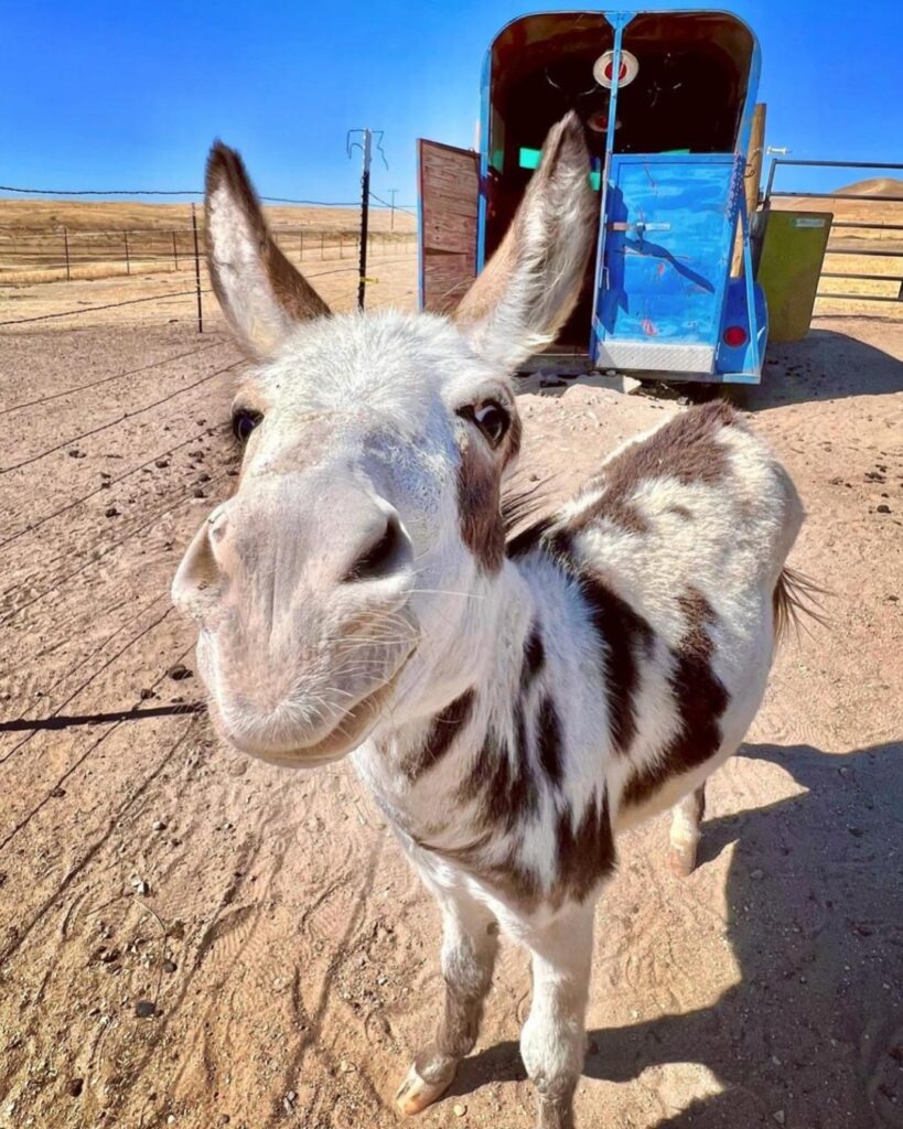 miniature donkey for sale