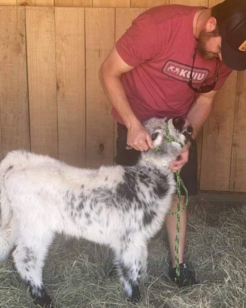 miniature highland cow for sale