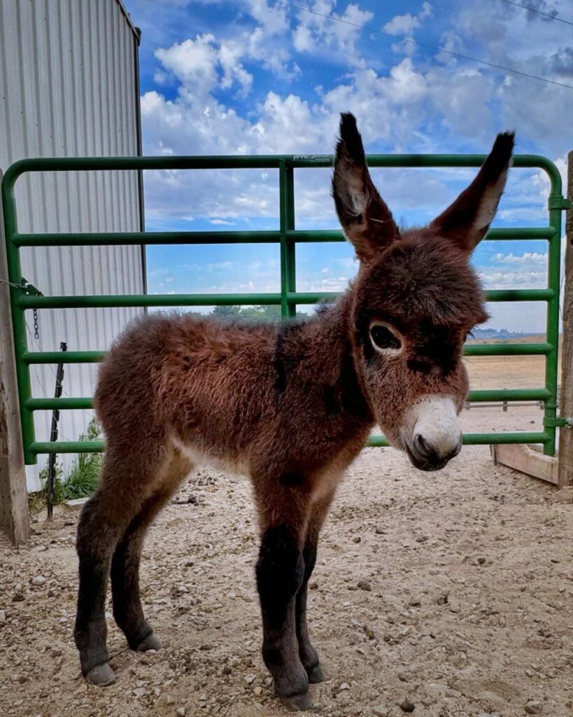 miniature donkey for sale