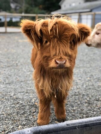 miniature highland cow for sale