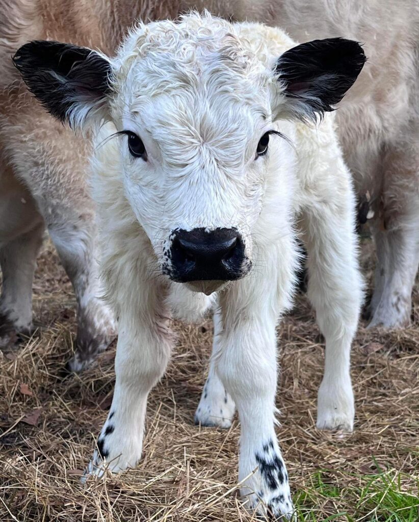 mini highland cow for sale