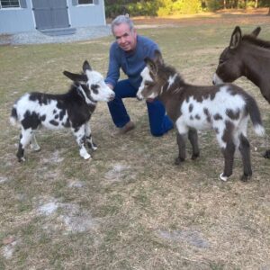 miniature donkey price
