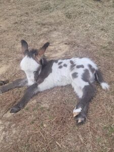 miniature donkey for sale