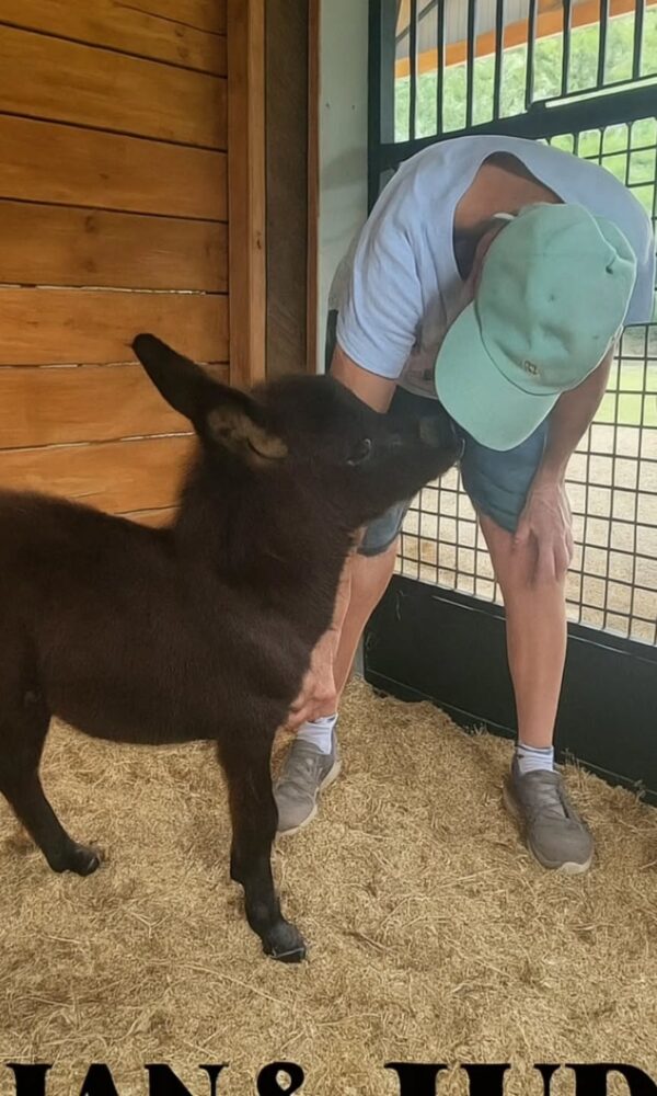 miniature donkey for sale