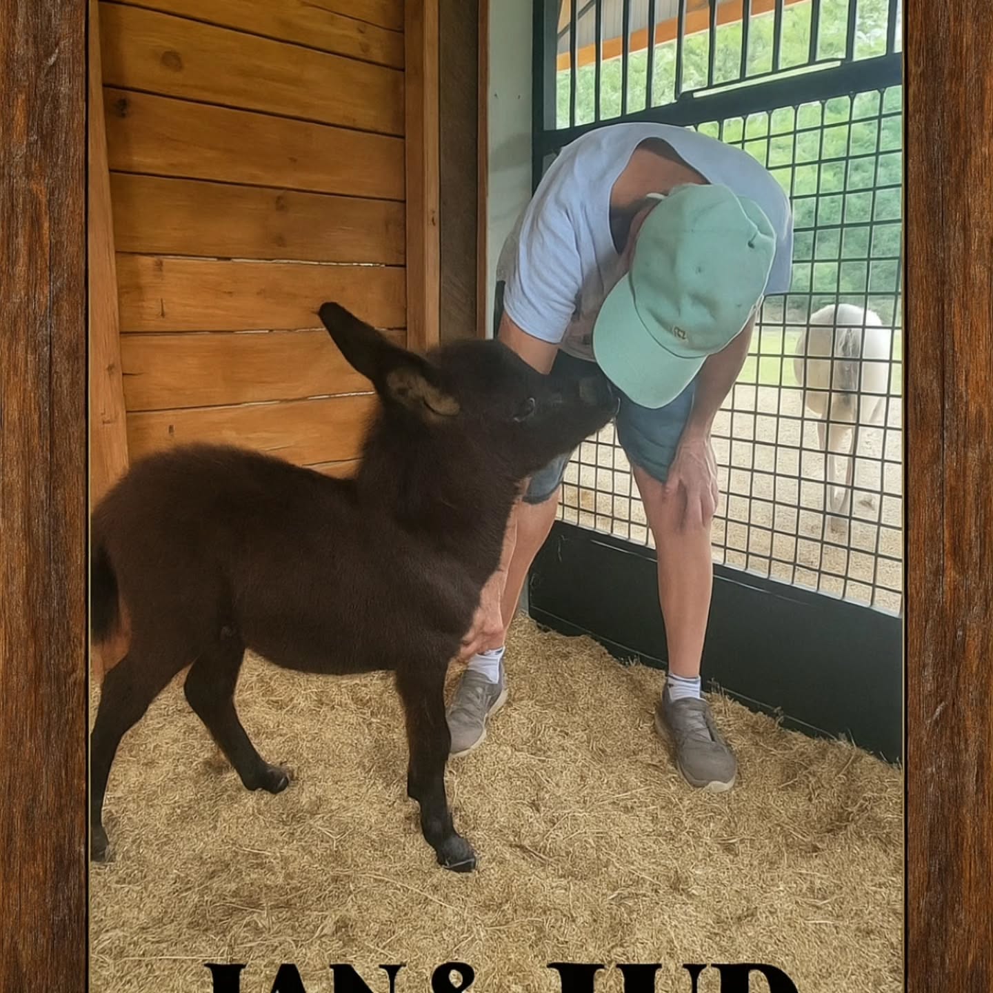 miniature donkey for sale