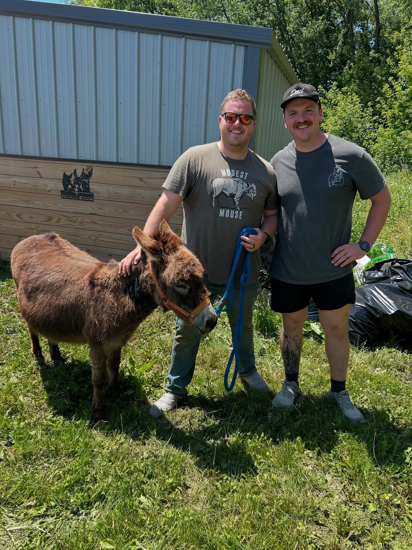 miniature donkey breeders
