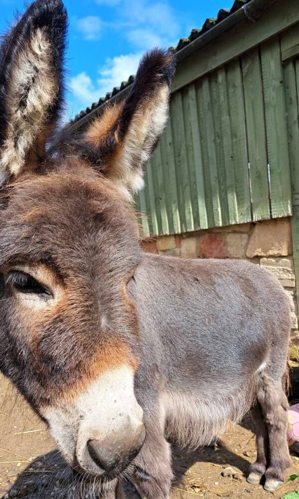 Mini Donkeys Near Me