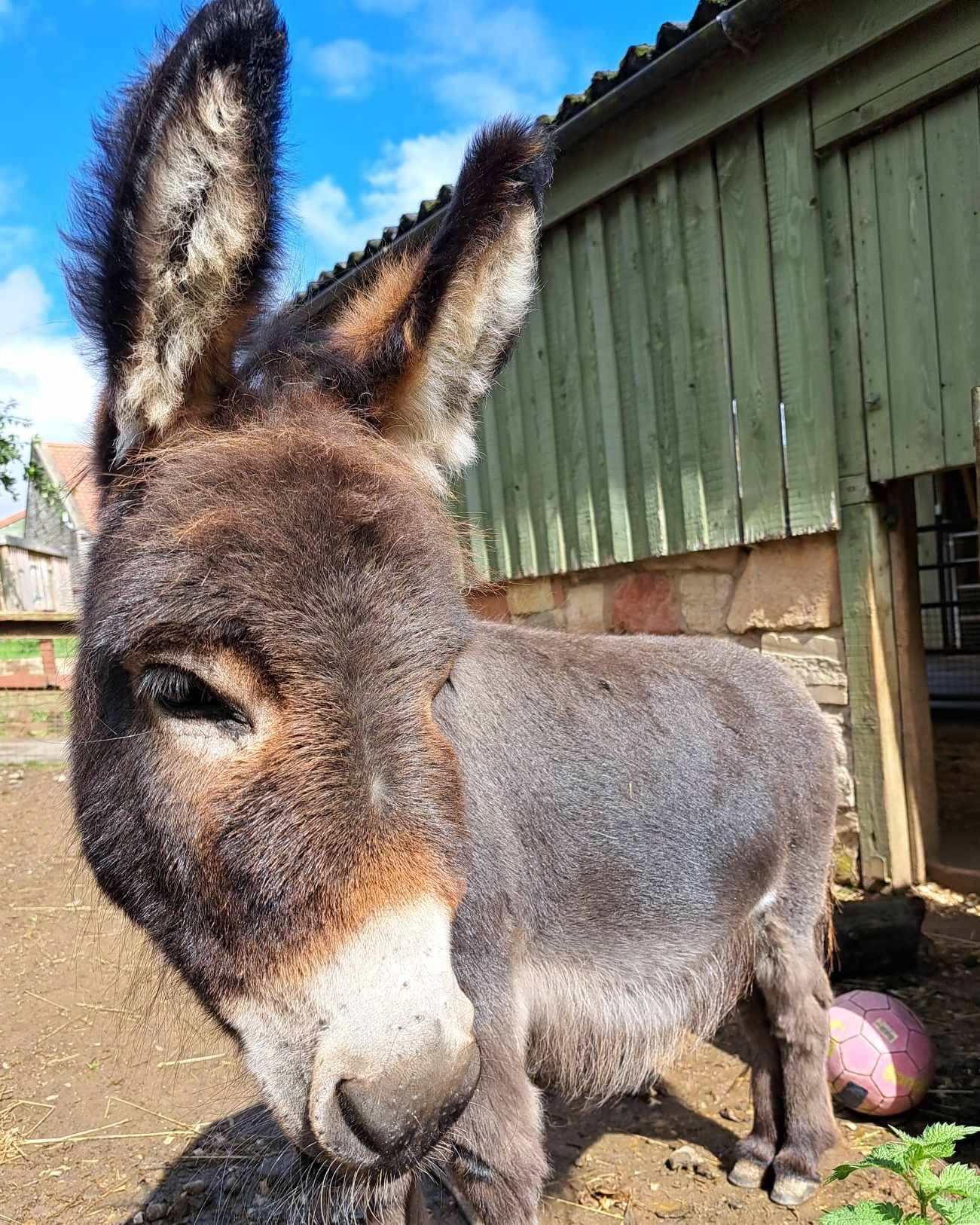 Mini Donkeys Near Me