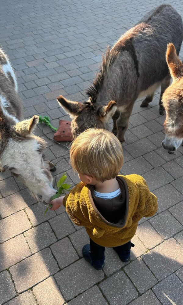 Miniature Burro for Sale