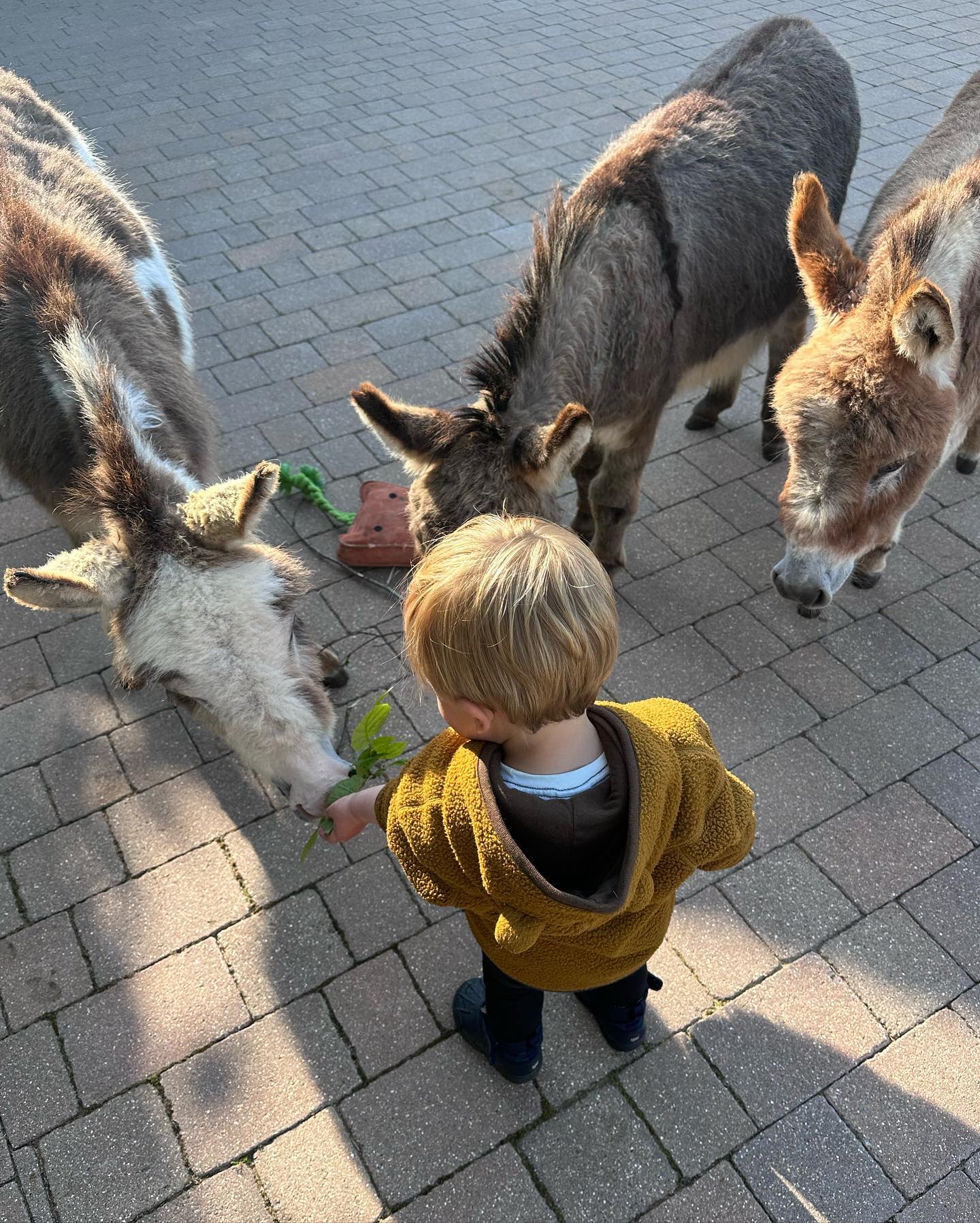 Miniature Burro for Sale