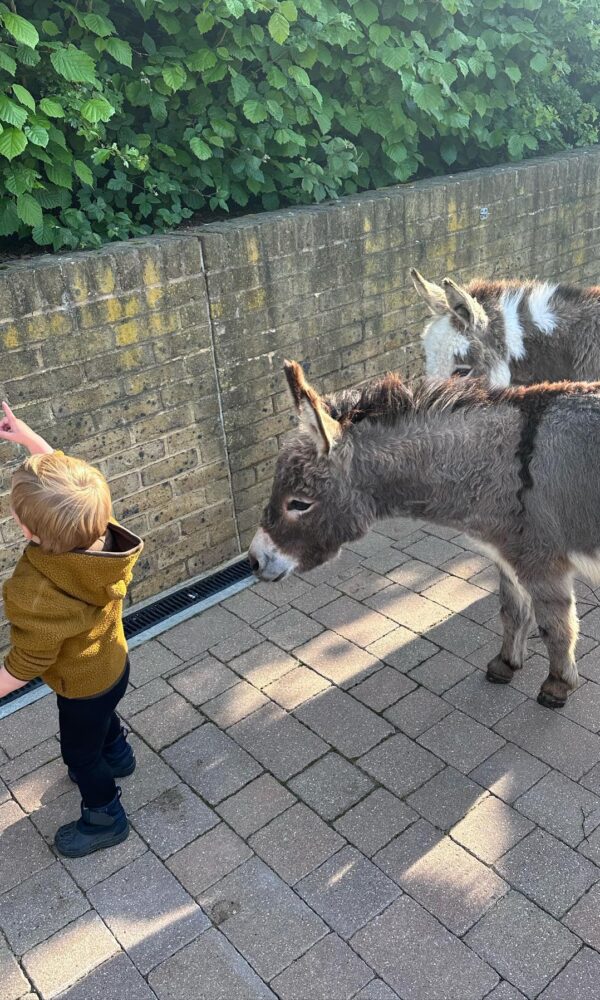 Mini Burro for Sale: