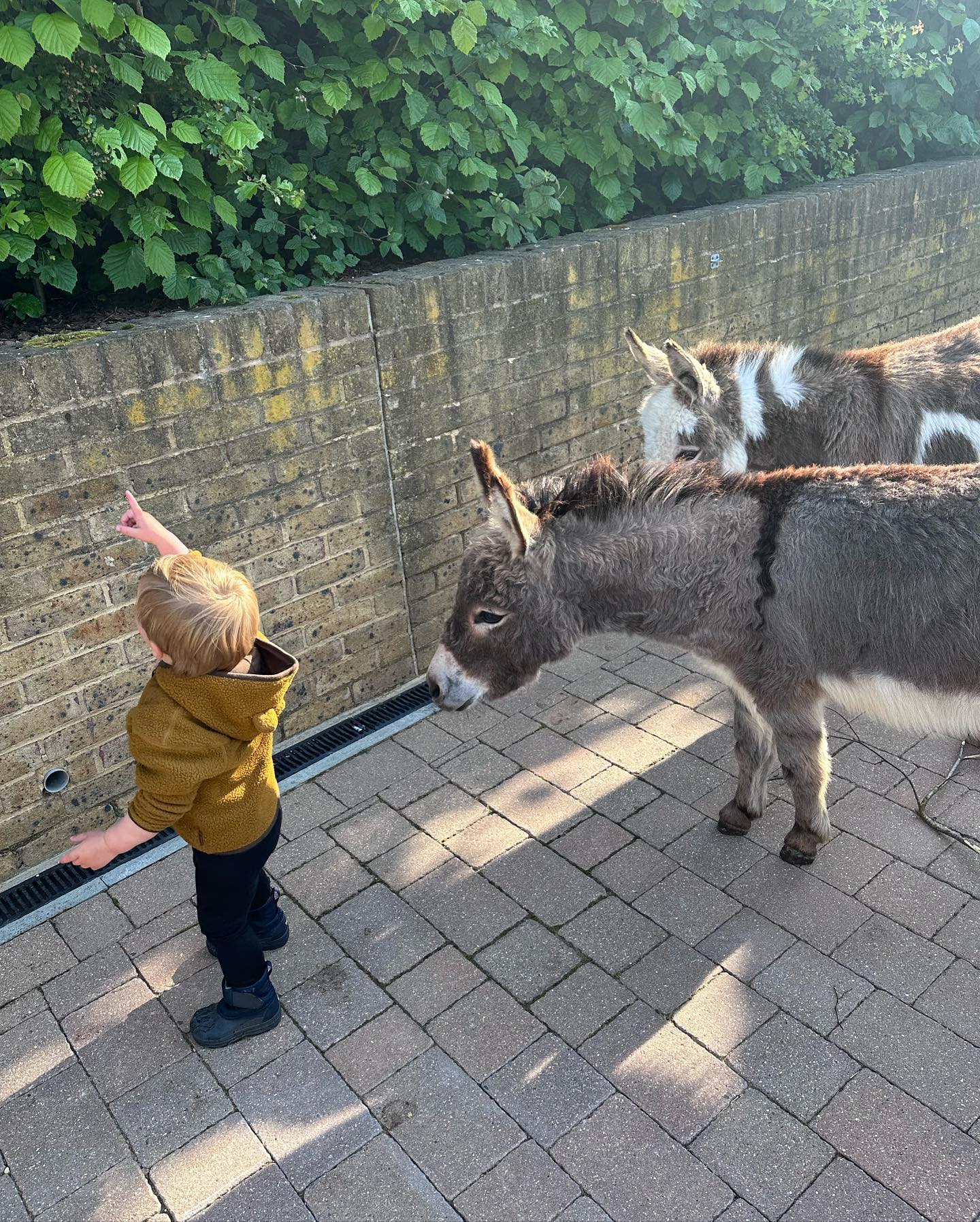 Mini Burro for Sale: