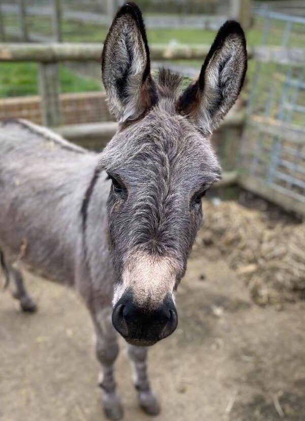 Micro Miniature Donkeys