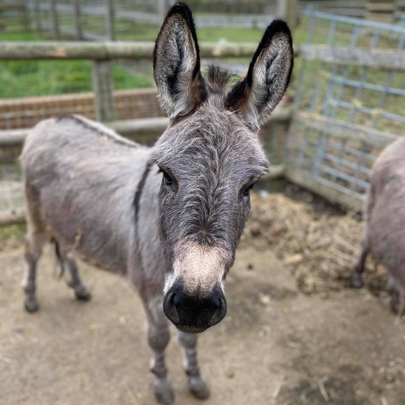 Micro Miniature Donkeys