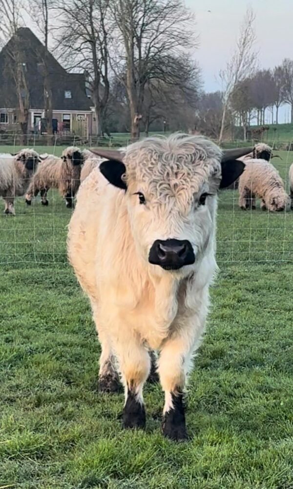 Highland Miniature Cattle for Sale