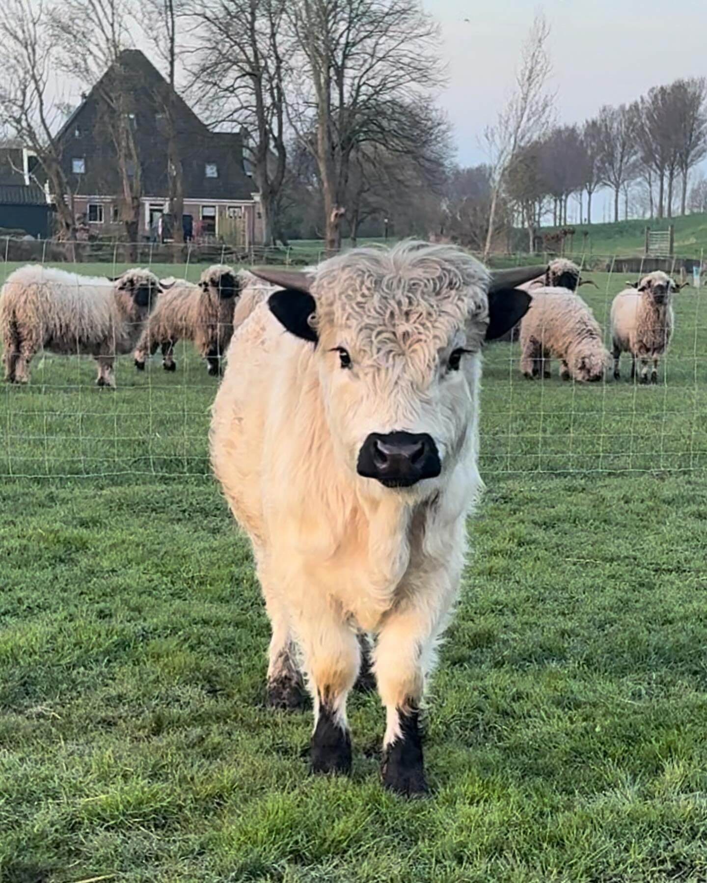 Highland Miniature Cattle for Sale