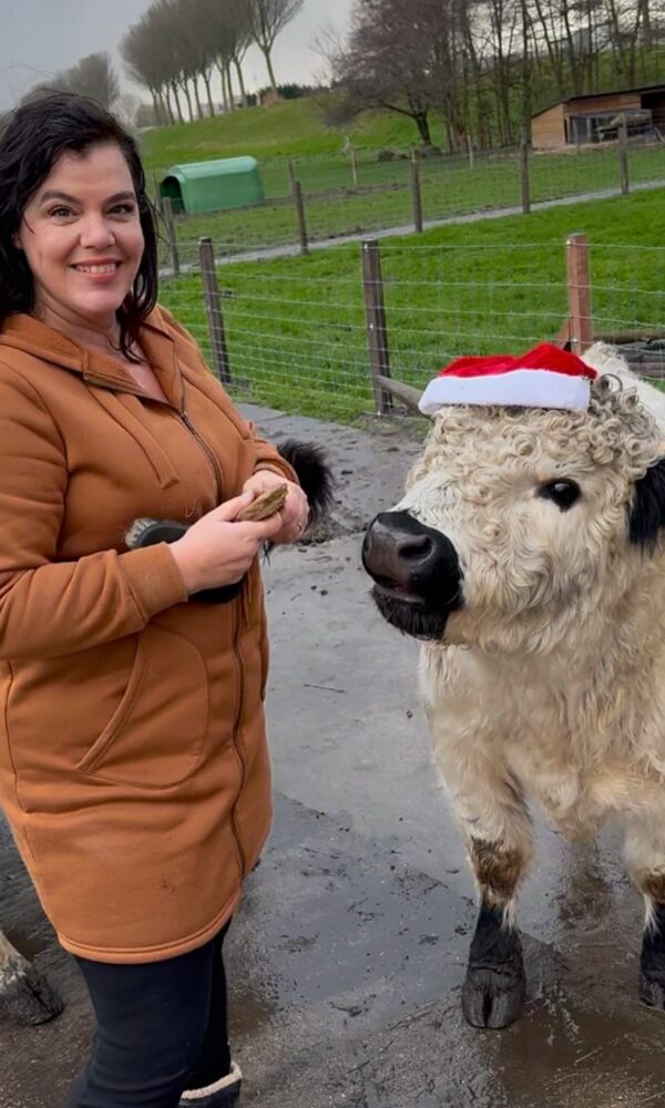 Highland Cattle Mini