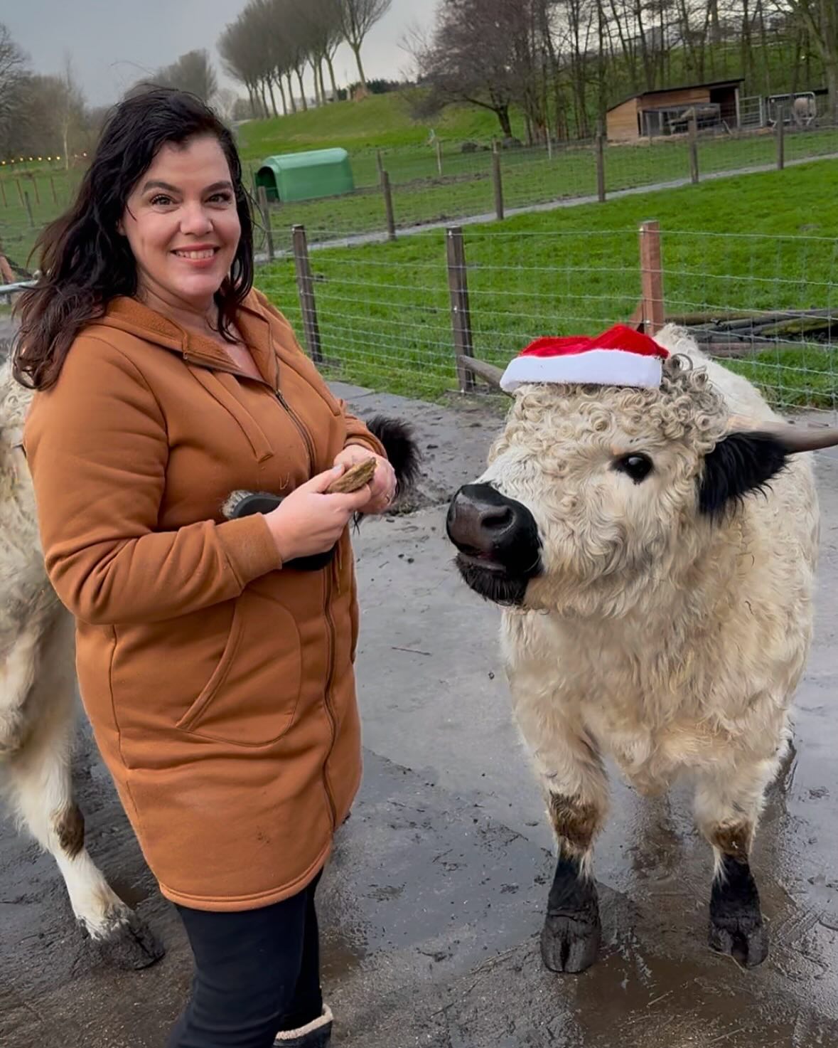 Highland Cattle Mini