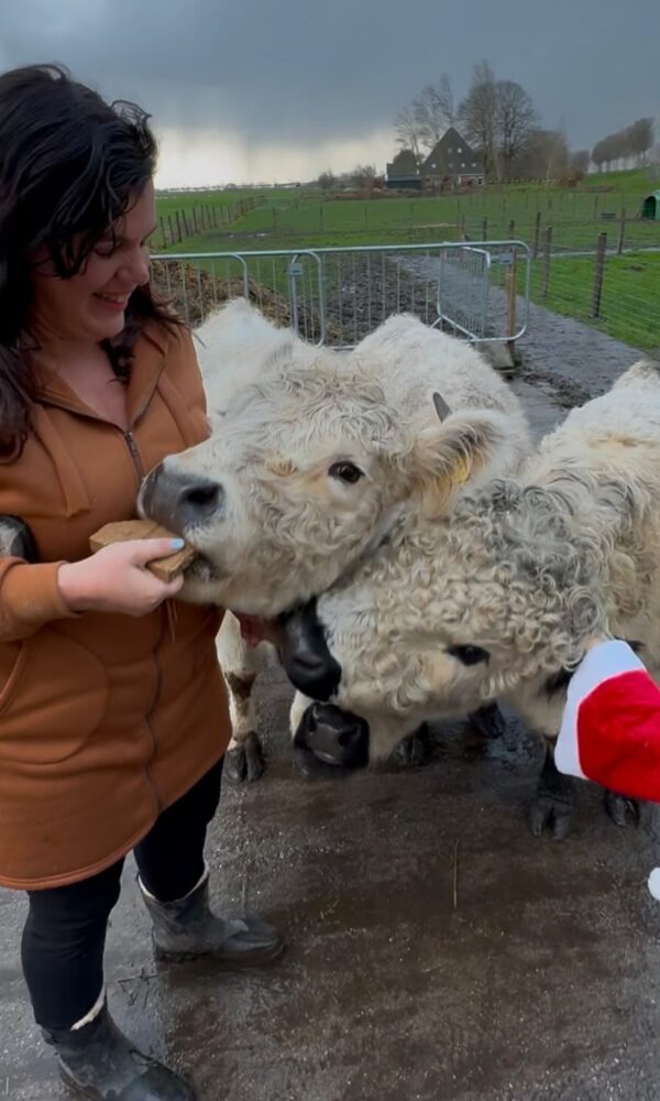 Miniature Highland Cows for Sale Near Me