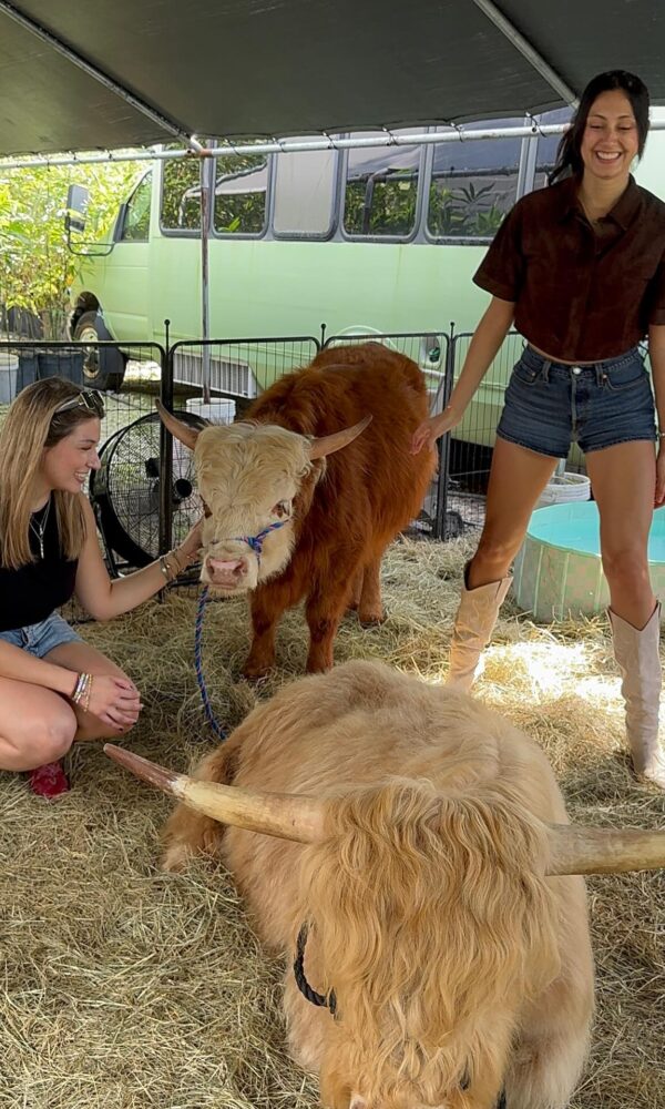 Teacup Mini Highland Cow for Sale