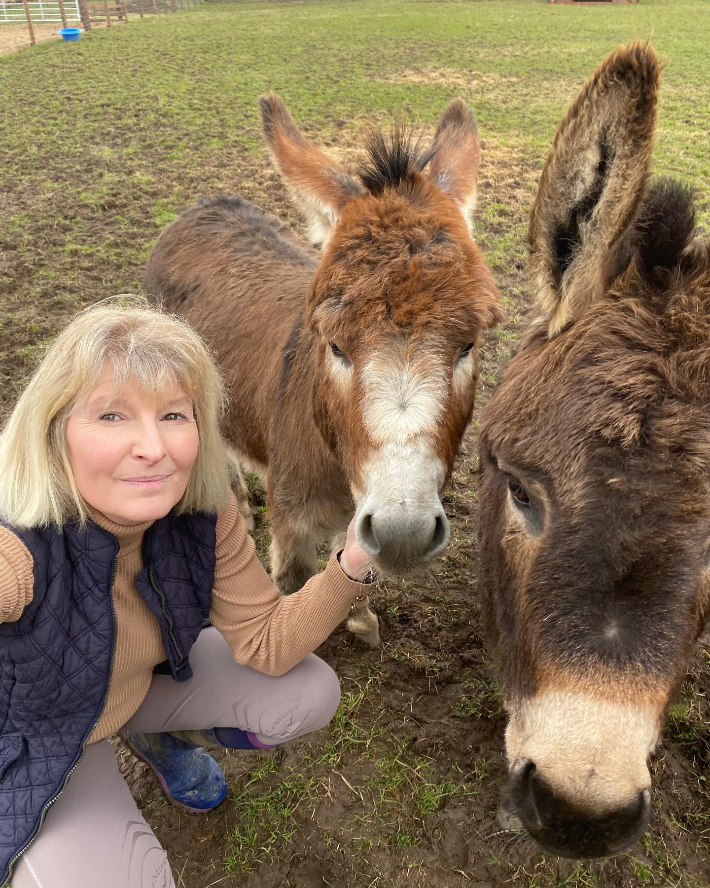 Mini Donkeys for Sale