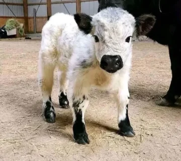 Teacup Mini Highland Cow for Sale