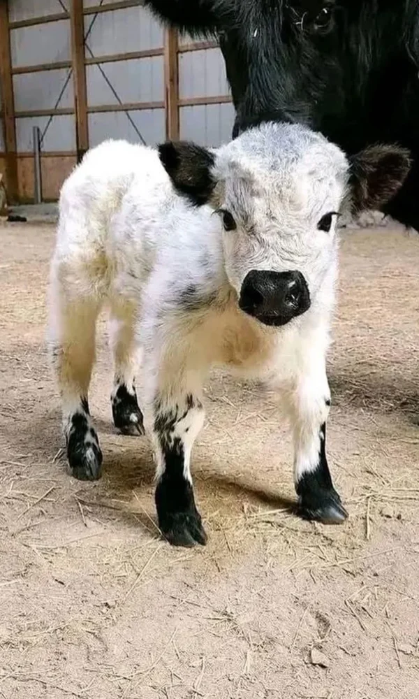 Mini Highland Cow Price