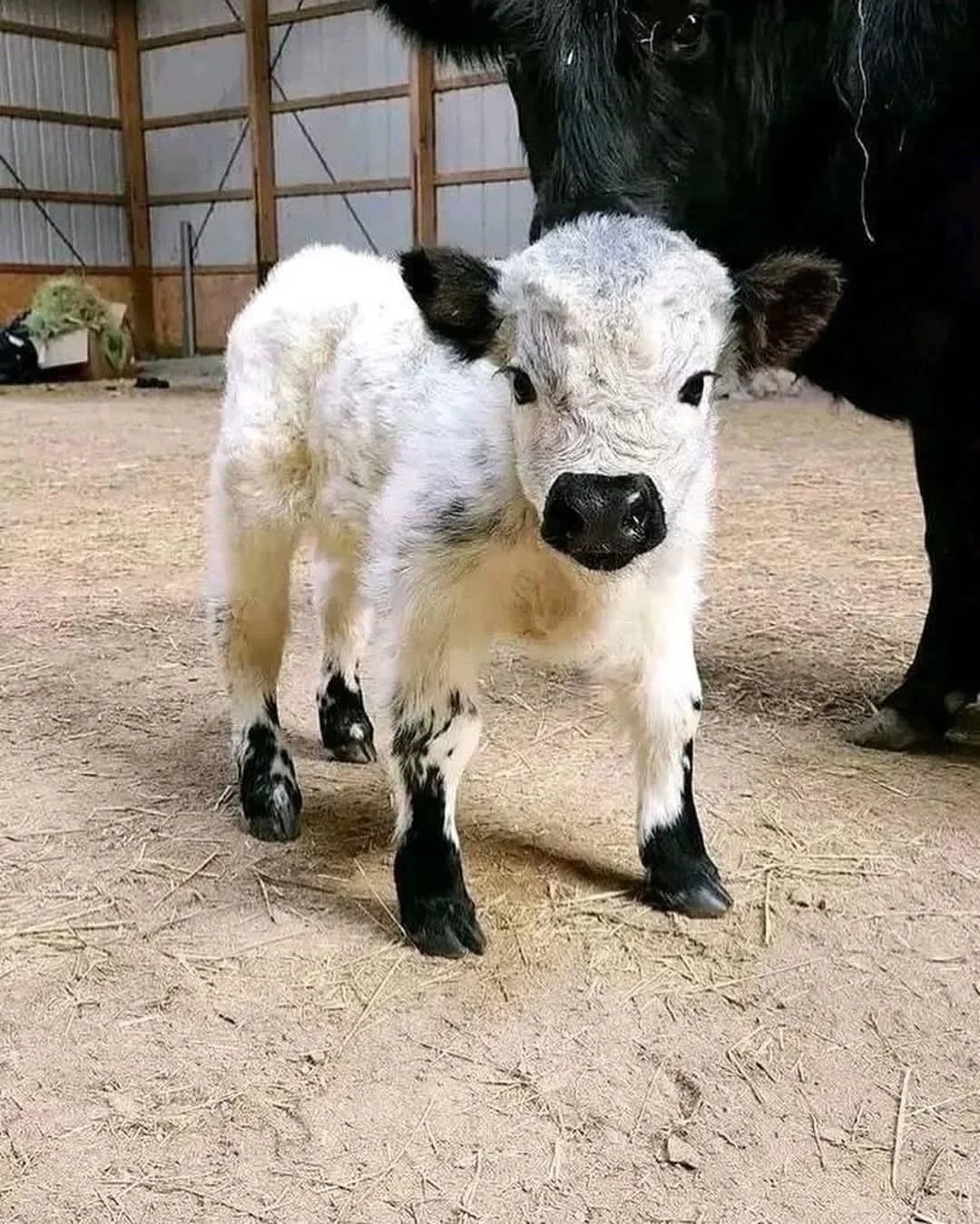 Mini Highland Cow Price