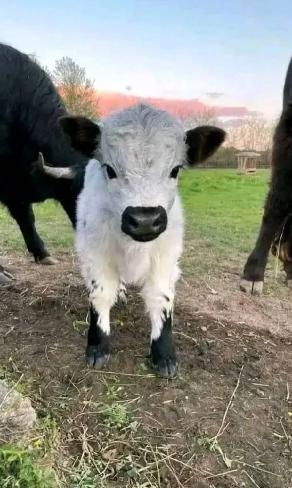 Miniature Highland Cows for Sale Near Me