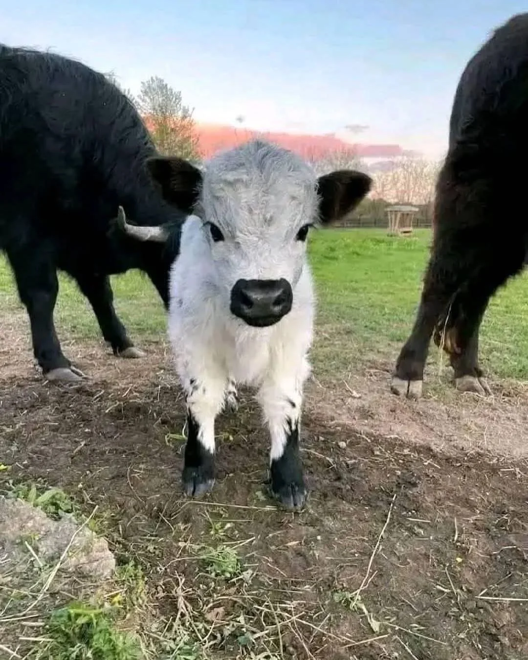 Miniature Highland Cows for Sale Near Me