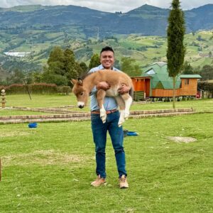 miniature donkey care