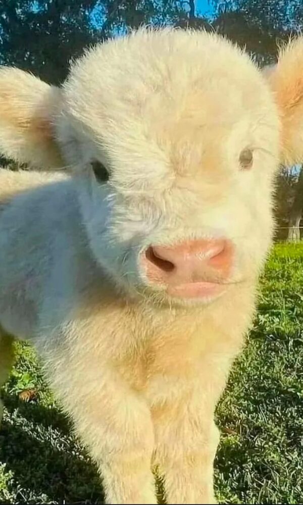 Micro Mini Highland Cow