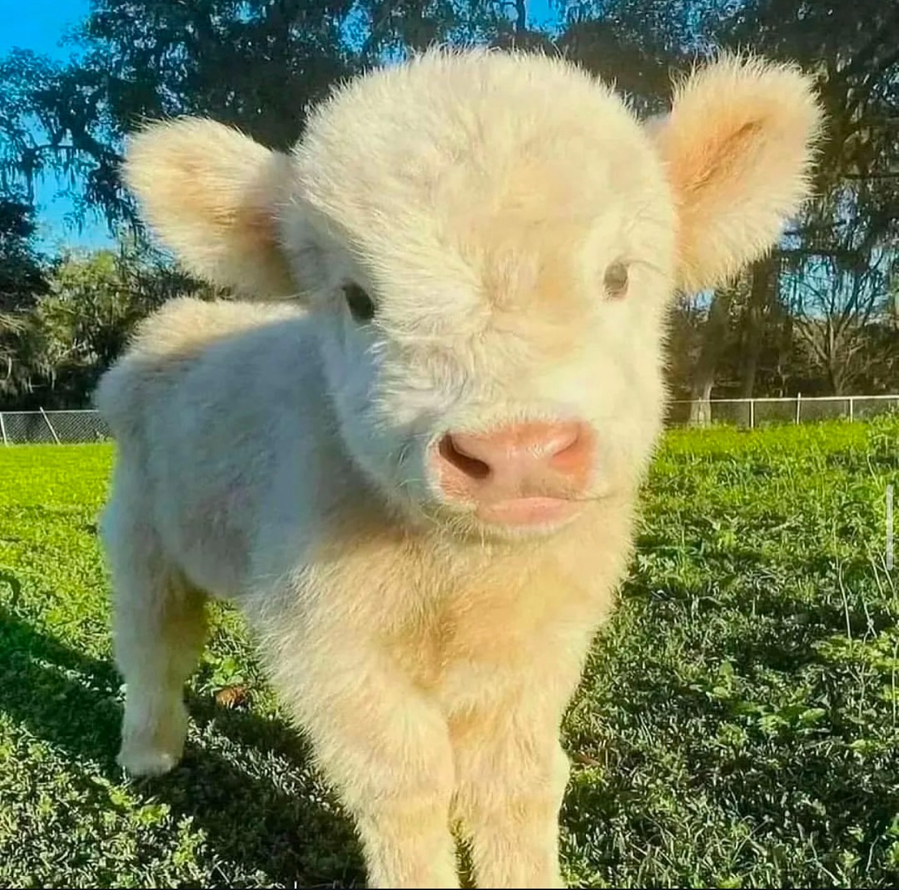 Micro Mini Highland Cow