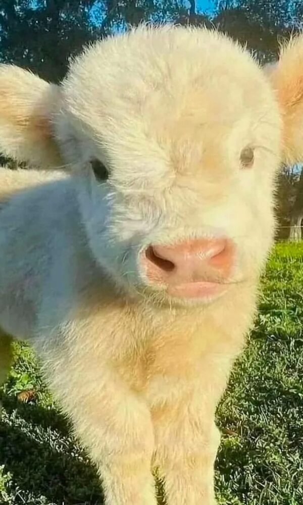 Mini Highland Cattle for Sale