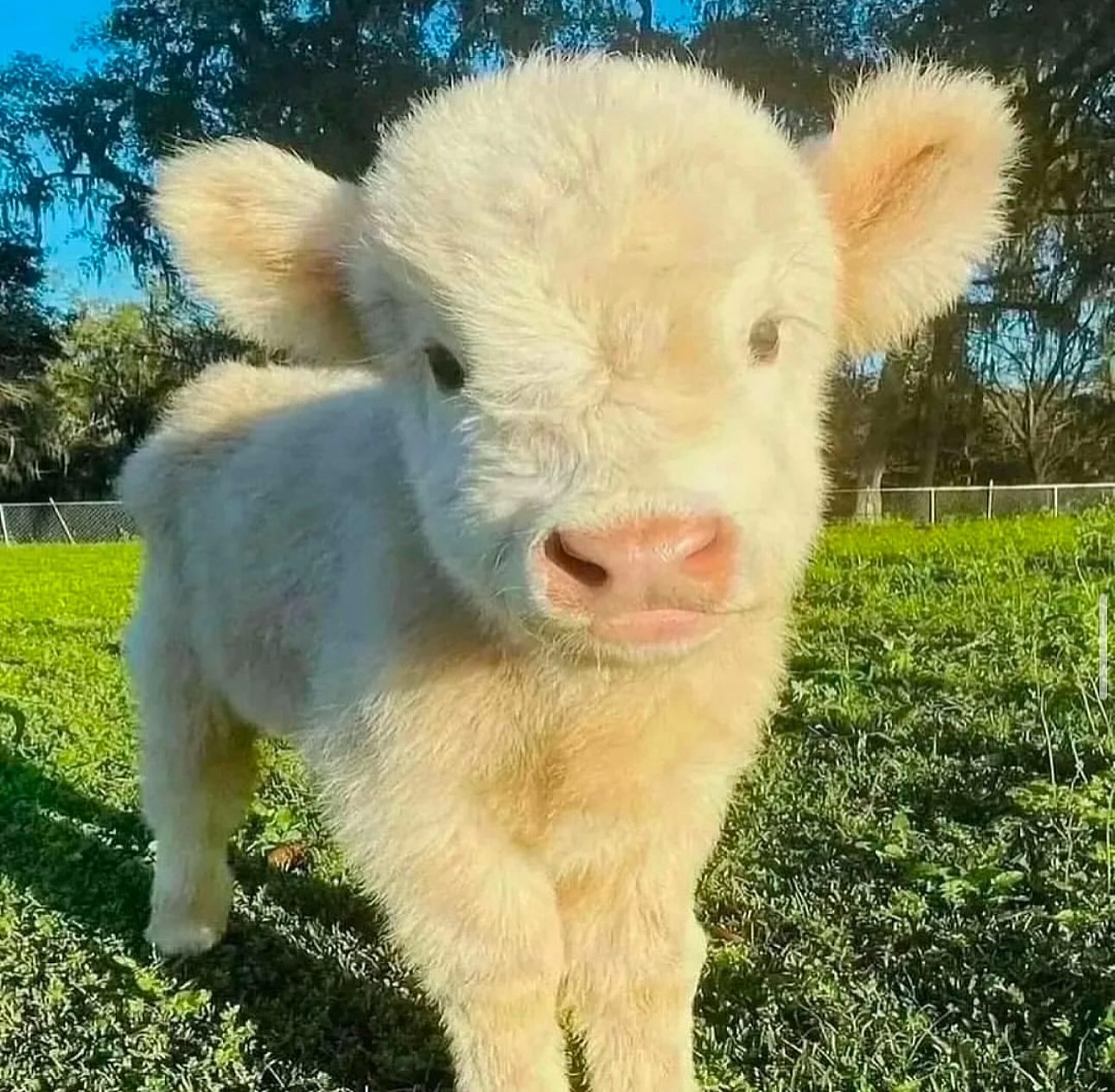 Highland Mini Cow for Sale