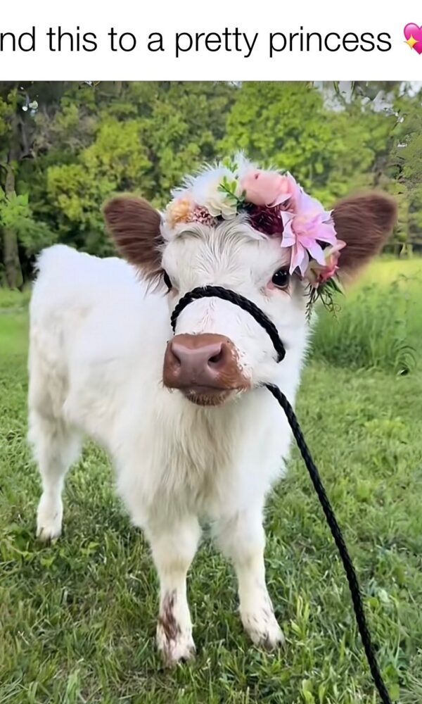 Miniature Highland Cow for Sale