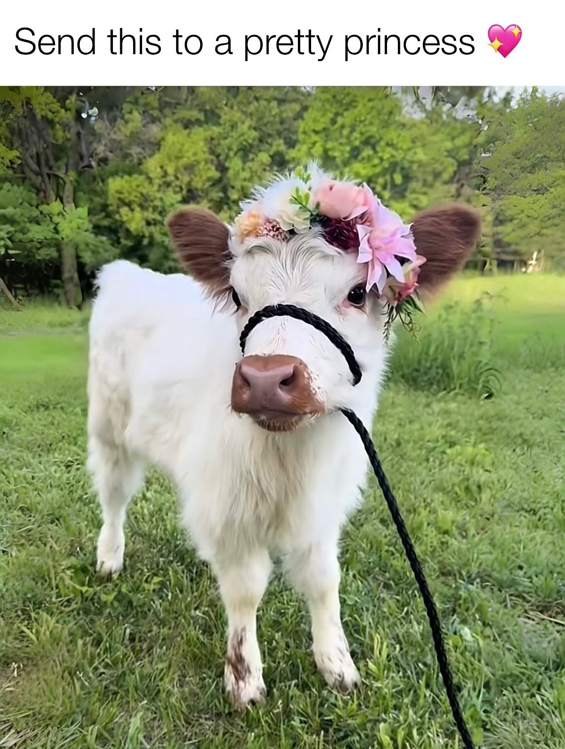 Miniature Highland Cow for Sale