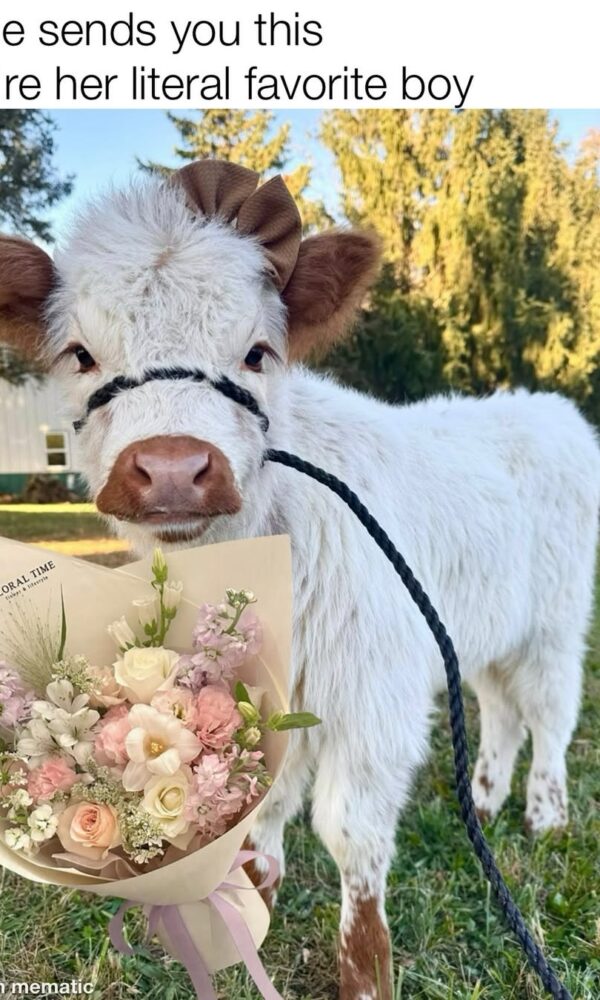 Highland Mini Cow for Sale