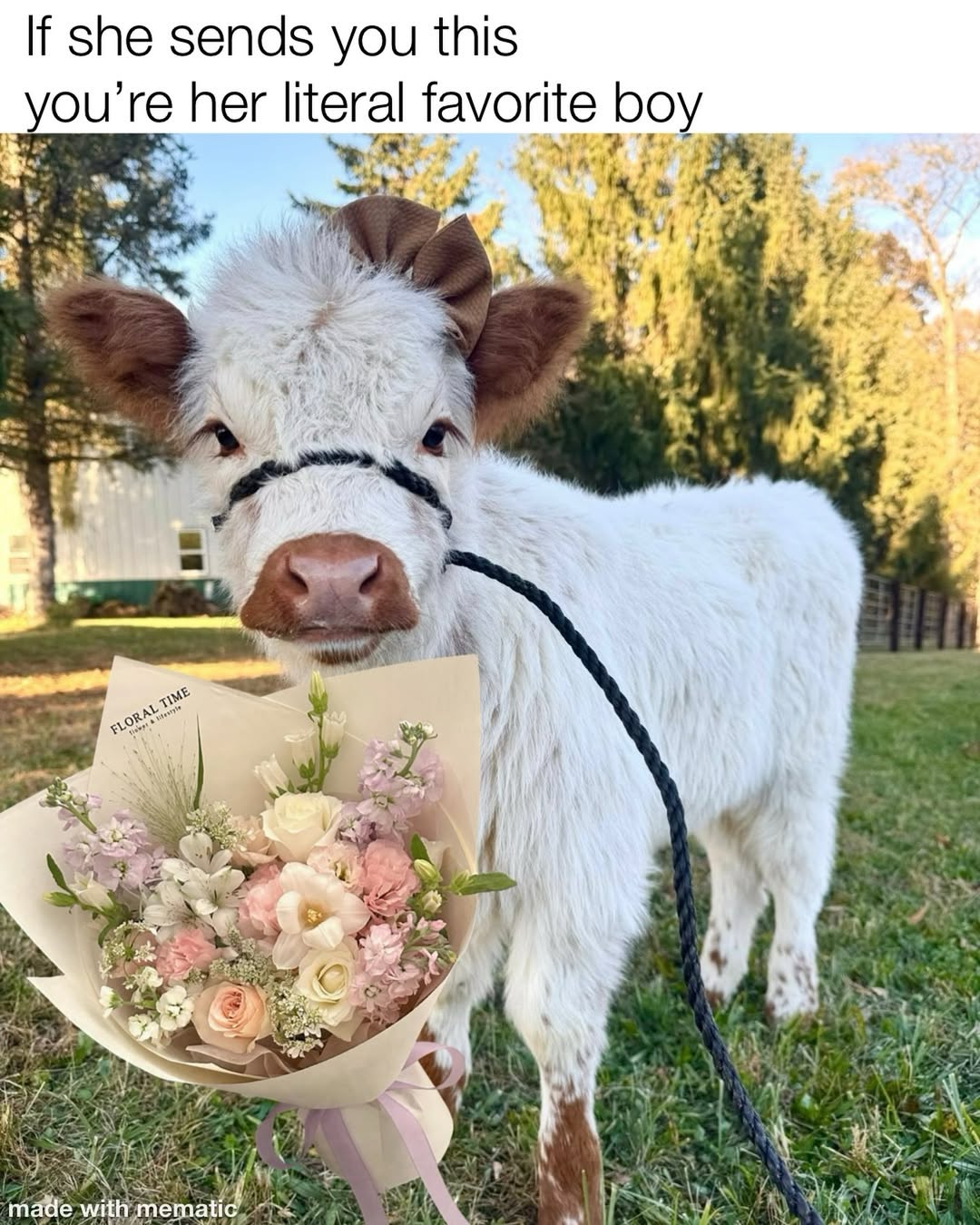 Highland Mini Cow for Sale