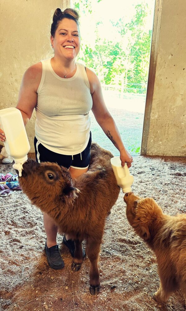 Mini Highland Calves for Sale