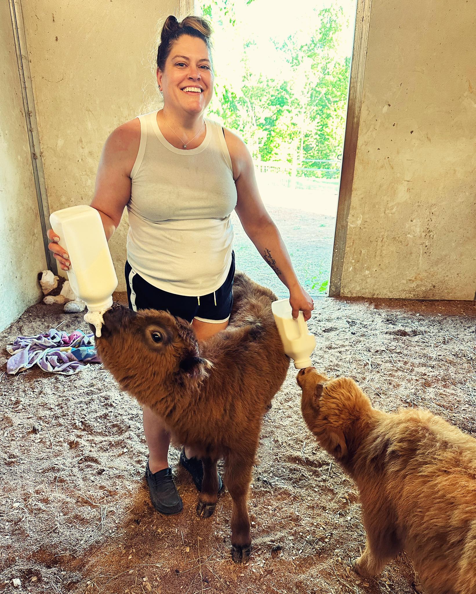 Mini Highland Calves for Sale