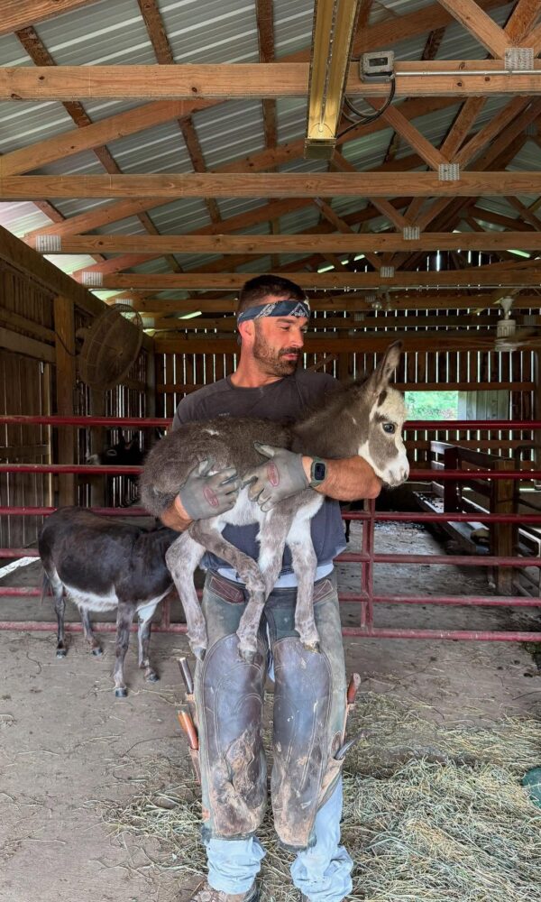 Donkey Miniature for Sale