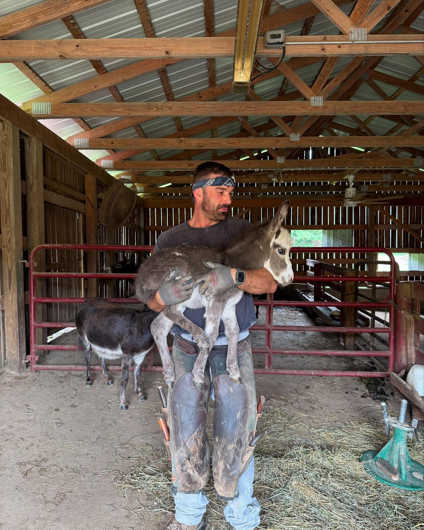 Donkey Miniature for Sale