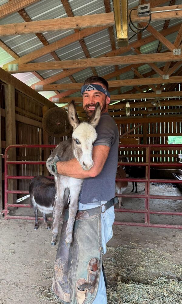 Pygmy Donkey for Sale